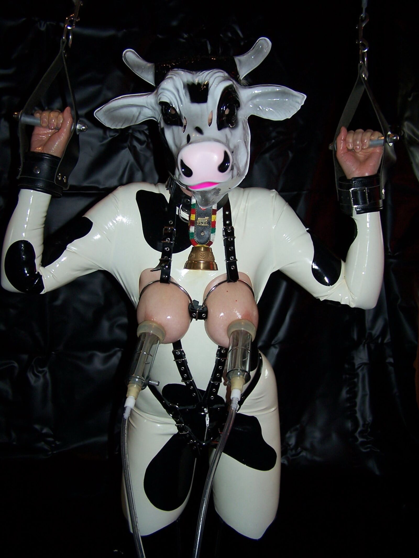 Milking Cow 5