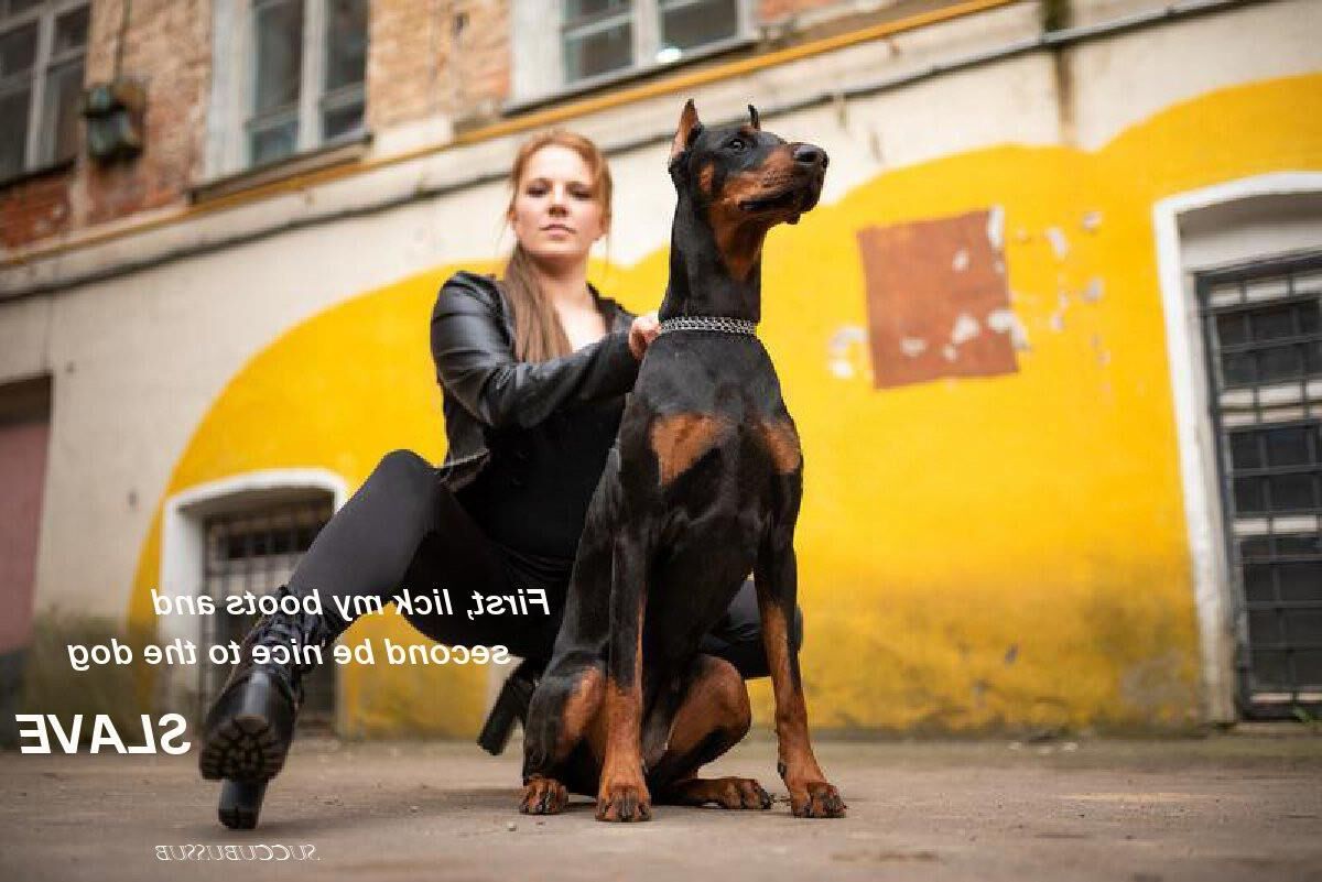 Bête de chien Pet Dobermann