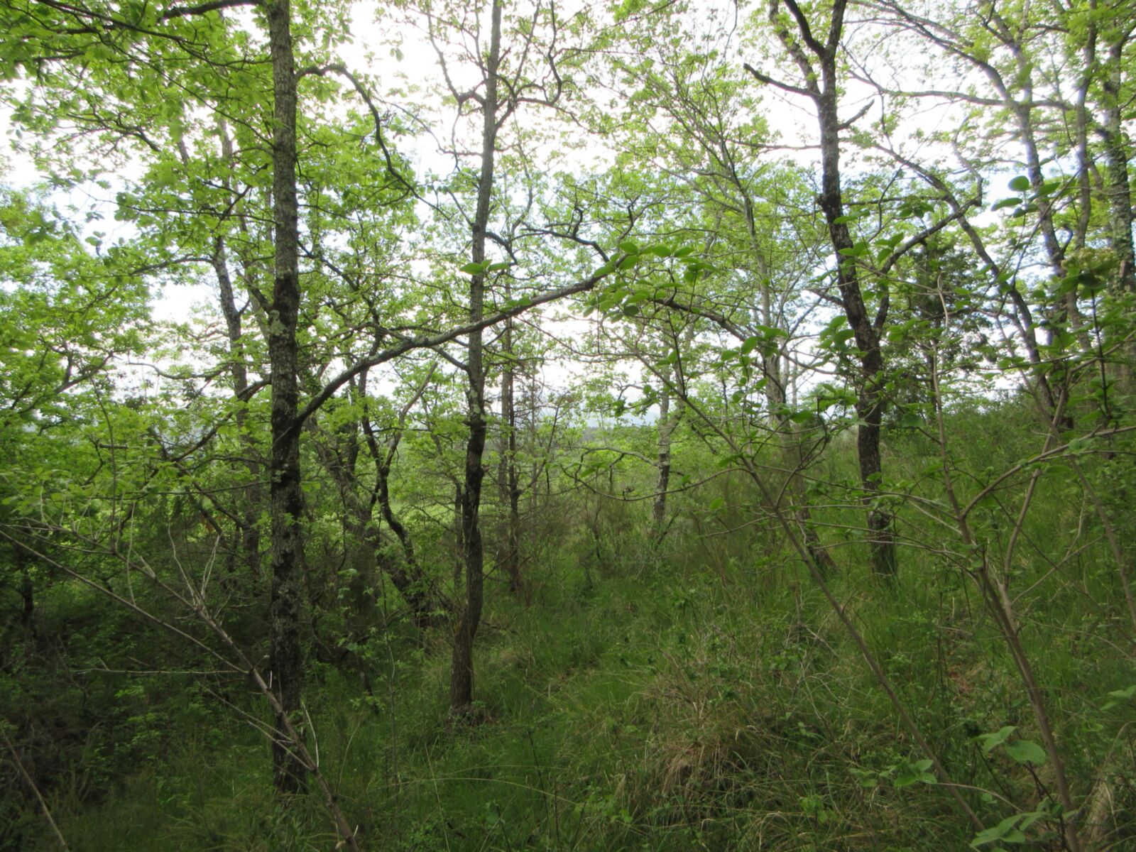Country Road