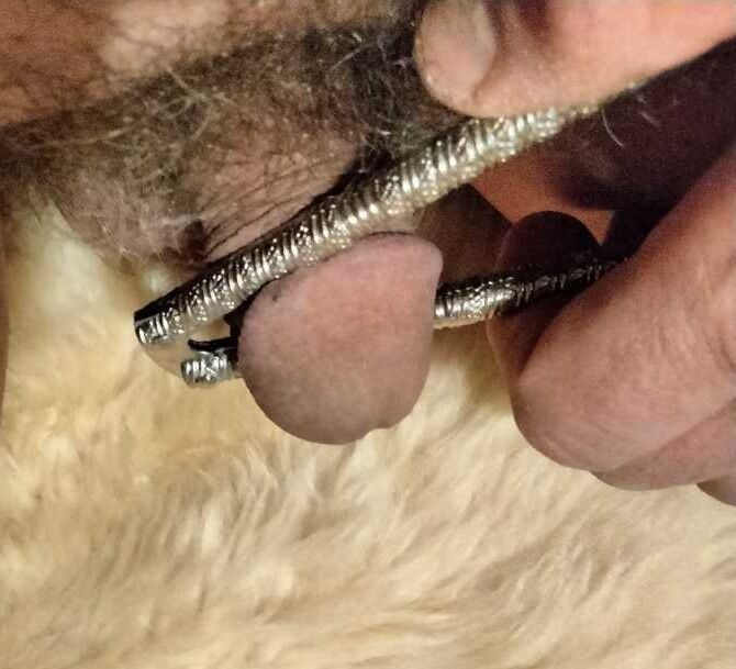 Pequeño pene